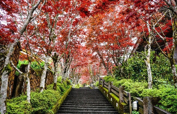 du lịch Đài Loan mùa thu  - Núi Thái Bình