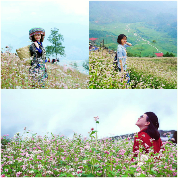 Ngắm hoa tam giác mạch Mộc Châu nở rộ dịp Tết Độc Lập hoa tam giác mạch Mộc Châu