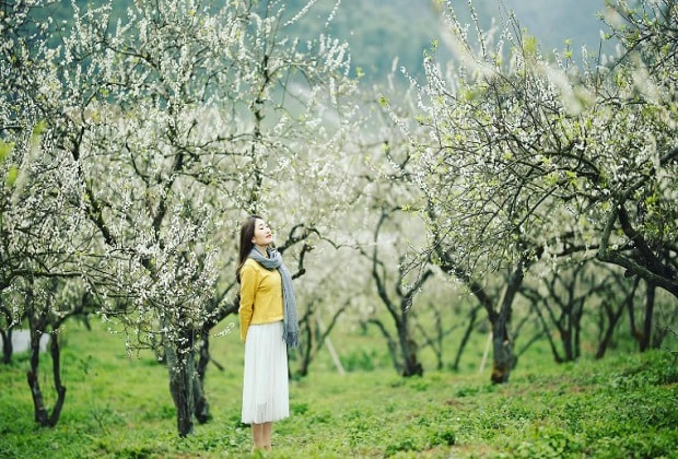 kinh nghiệm du lịch mộc châu - sơ nét về mộc châu