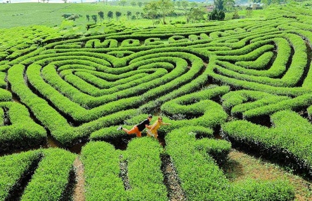 kinh nghiệm du lịch mộc châu - đồi chè trái tim mộc châu