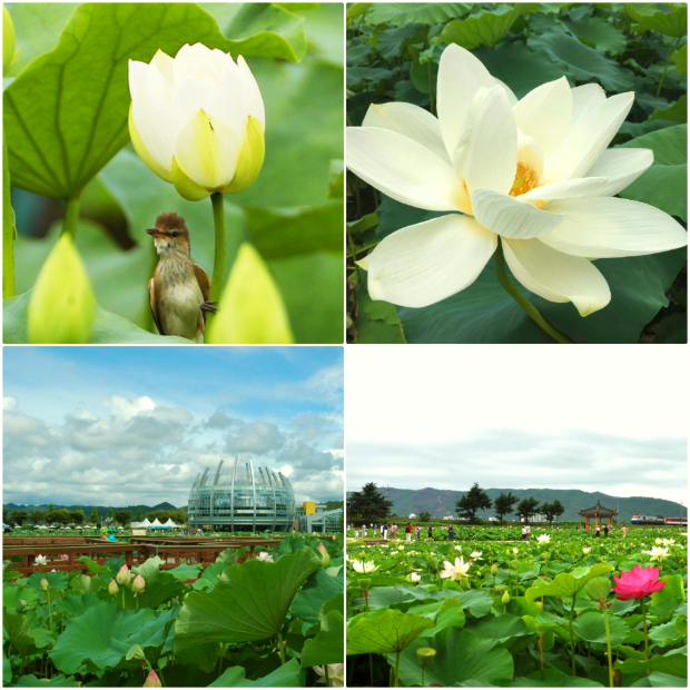 Hoa sen trắng ở Hàn Quốc