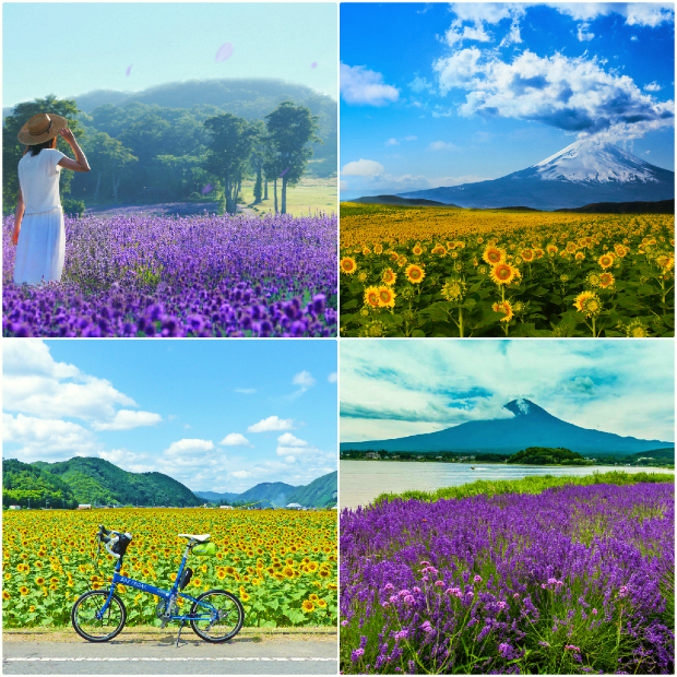 Mùa hè Nhật Bản hoa hướng dương và hoa oải hương nở rộ Mùa hè Nhật Bản