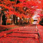 Du lịch Nhật Bản mùa nào đẹp nhất? Tháng mấy trong năm?
