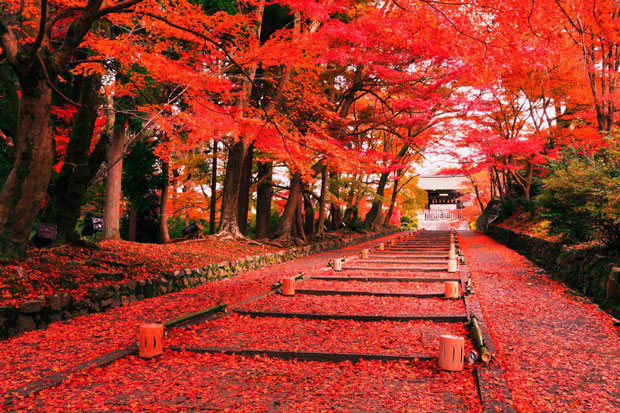 Du lịch Nhật Bản mùa nào đẹp nhất? Tháng mấy trong năm?