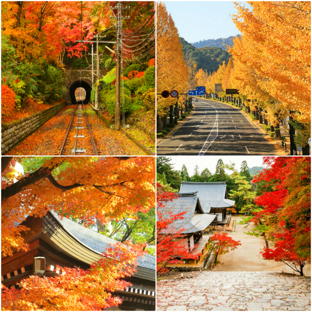 Núi Takao - Mùa thu ở Nhật Bản