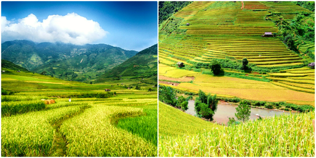 Thửa ruộng bậc thang xã Tú Lệ