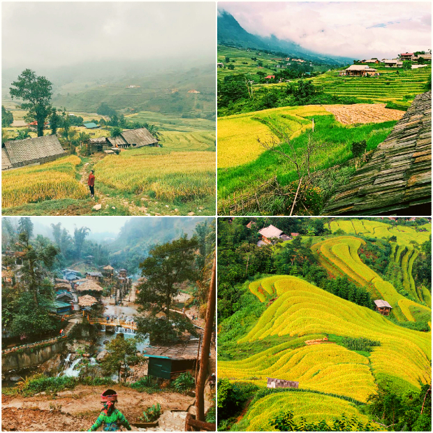 Sapa mùa lúa chín