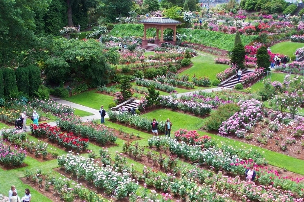 Vườn hoa hồng International Rose Test Garden tại Portland điểm đến không thể bỏ lỡ