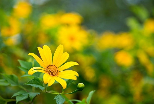 Du lịch Đà Lạt tháng 9