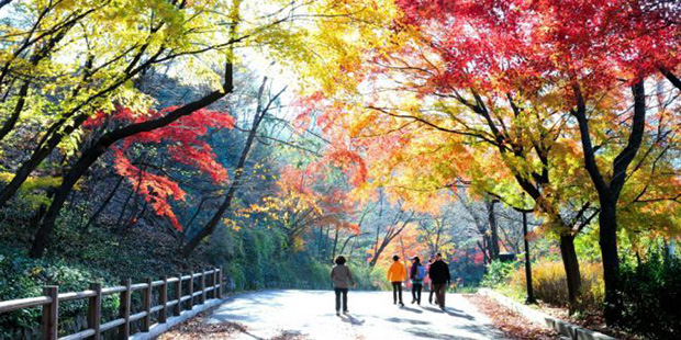 Công viên Namsan mùa thu