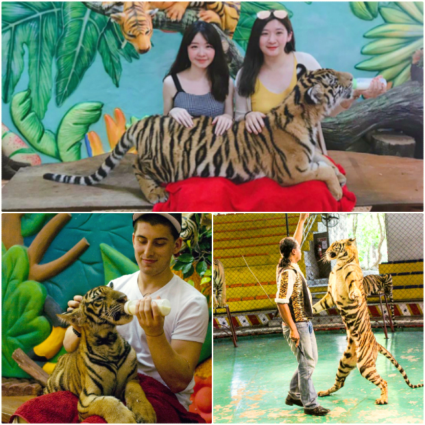 trại hổ Sriracha