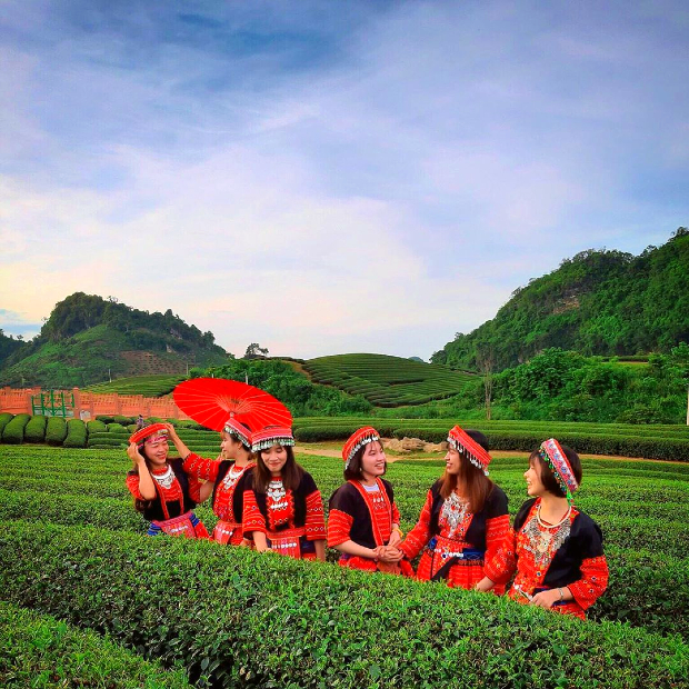 Đồi chè trái tim Mộc Châu