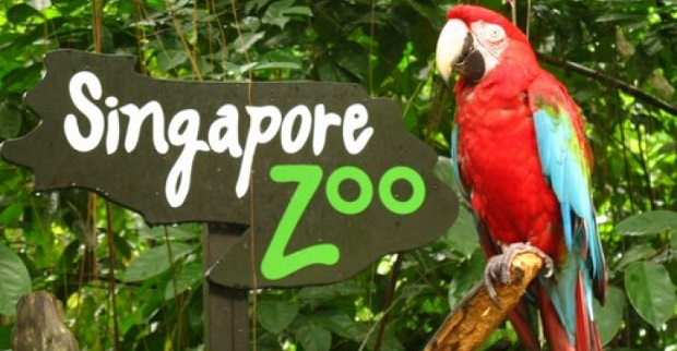 du lich singapore co gi