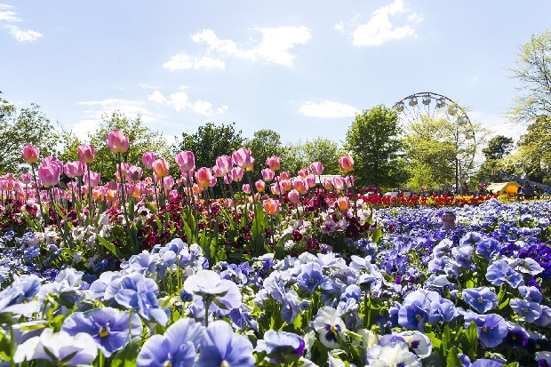 Lễ hội hoa Floriade Canberra | Tour mùa xuân nước Úc 5N4D | Sydney - Canberra