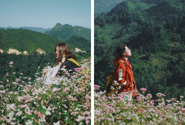 hoa tam giác mạch Hà Giang