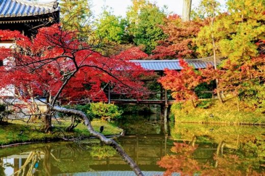 Mùa lá đỏ ở Kyoto mua-la-do-o-kyoto