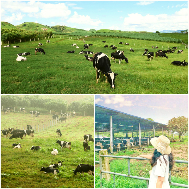 nông trại bò sữa Mộc Châu