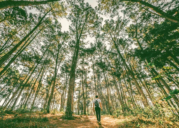 rừng thông Bản Áng