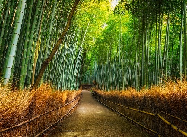 Rừng trúc Arashiyama | Tour Nhật Bản Osaka – Kyoto – Wakayama