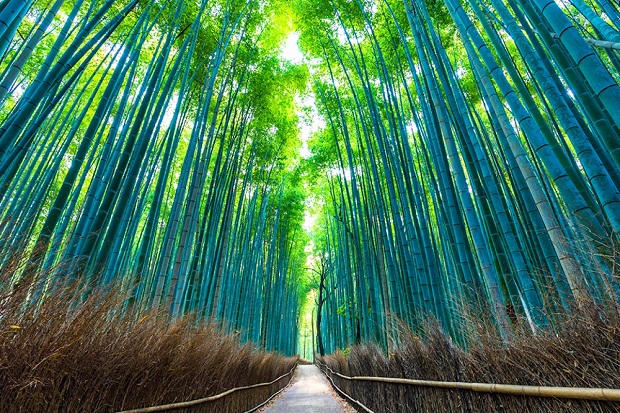 cac-dia-diem-du-lich-kyoto