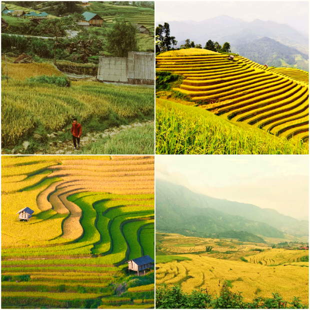 Ruộng bậc thang Sapa mùa lúa chín
