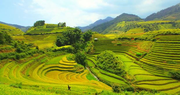 ruộng bậc thang mùa lúa chín