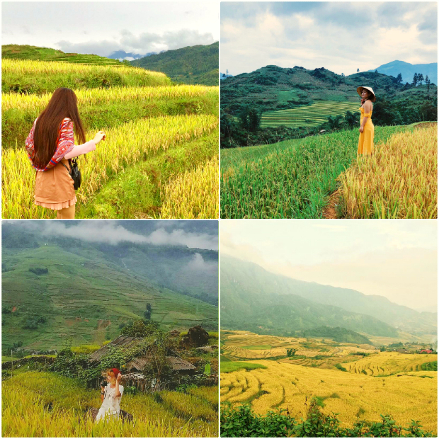 Sapa mùa lúa chín