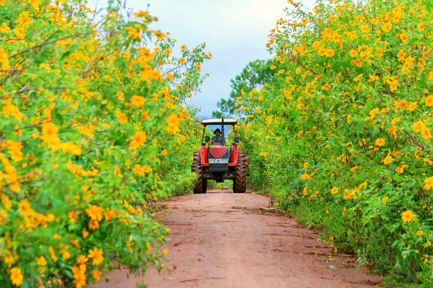 m&ugrave;a hoa d&atilde; quỳ ở Đ&agrave; Lạt
