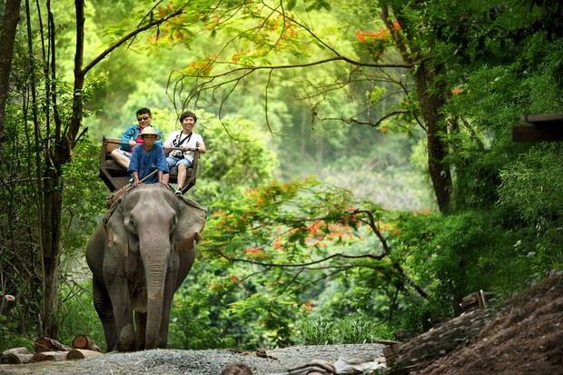 Trại voi Mae Sa (Mae Sa Elephant Camp) các địa điểm du lịch ở Chiang Mai