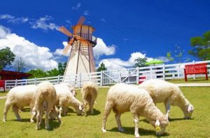 Tour Bangkok – Pattaya – Swiss Sheep Farm – Coral Island 5N4Đ