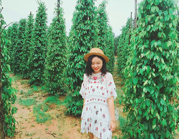 vườn hồ tiêu Phú Quốc