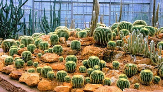 Vườn ươm xương rồng (Queen Sirikit Botanic Garden) các địa điểm du lịch ở Chiang Mai