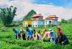 Tour du lịch Đà Nẵng – Hà Nội – Mộc Châu – Mai Châu 3 ngày 2 đêm