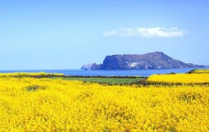 Tour du lịch Hàn Quốc 6 ngày 5 đêm: Seoul – Jeju – Đảo Nami – Everland