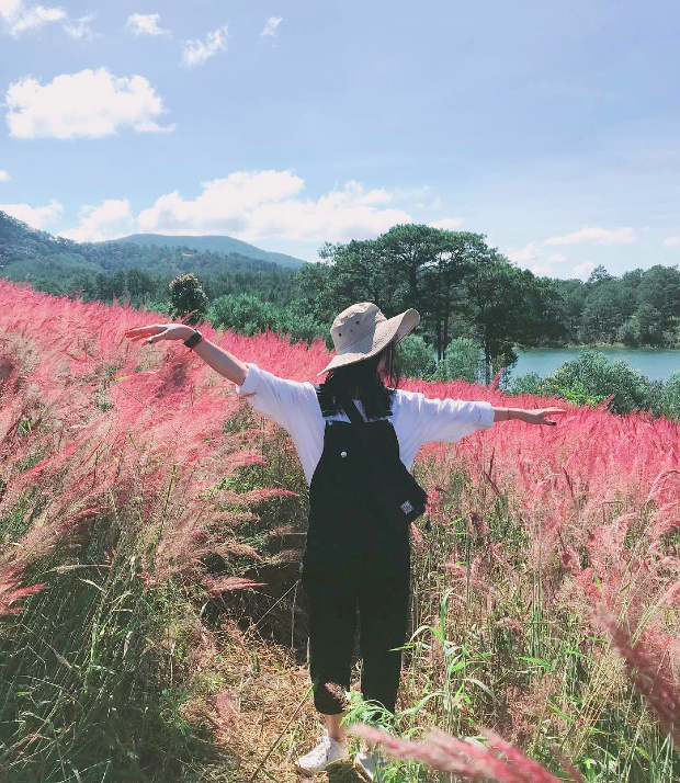 Đồi cỏ hồng ở Đà Lạt