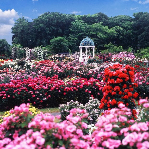 Lễ hội hoa hồng tại Nhật Bản mùa thu Lễ hội hoa hồng Nhật Bản