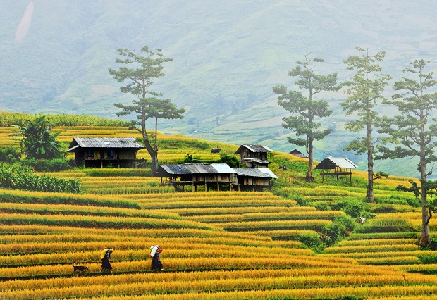 Mùa Cang Chải tuyệt đẹp vào mùa lúa chín
