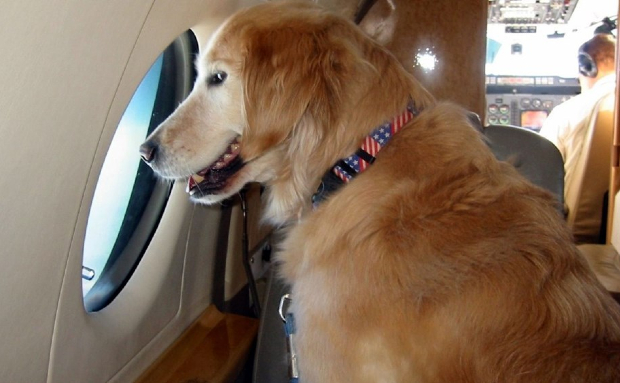 mang thú cưng lên máy bay Vietjet