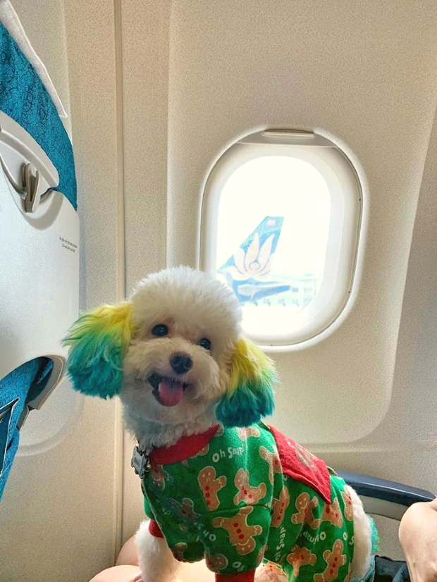 mang thú cưng lên máy bay