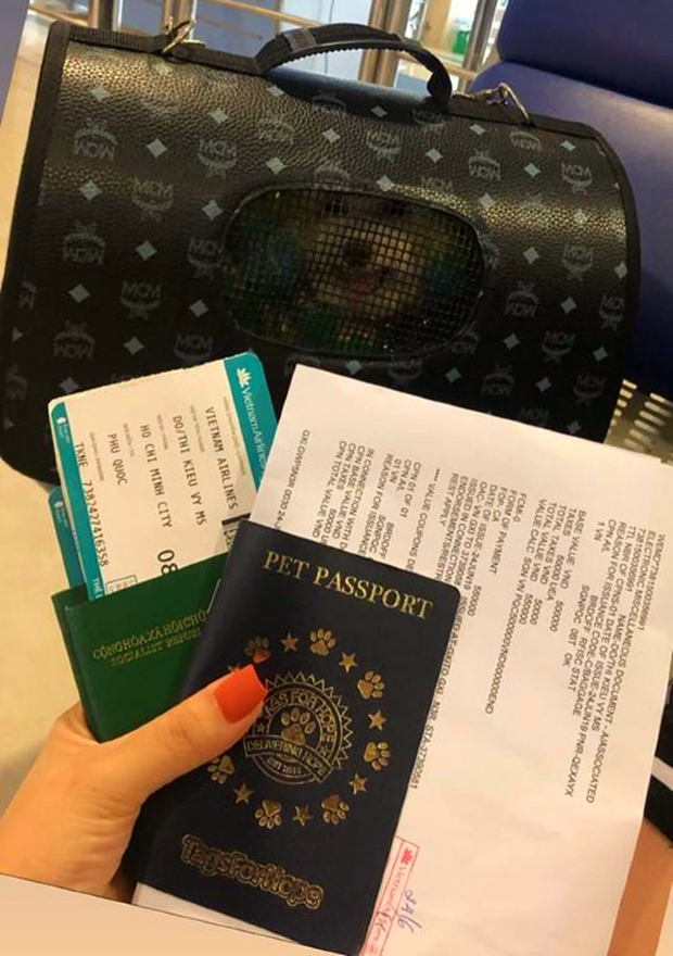 mang thú cưng lên máy bay Vietnam Airlines