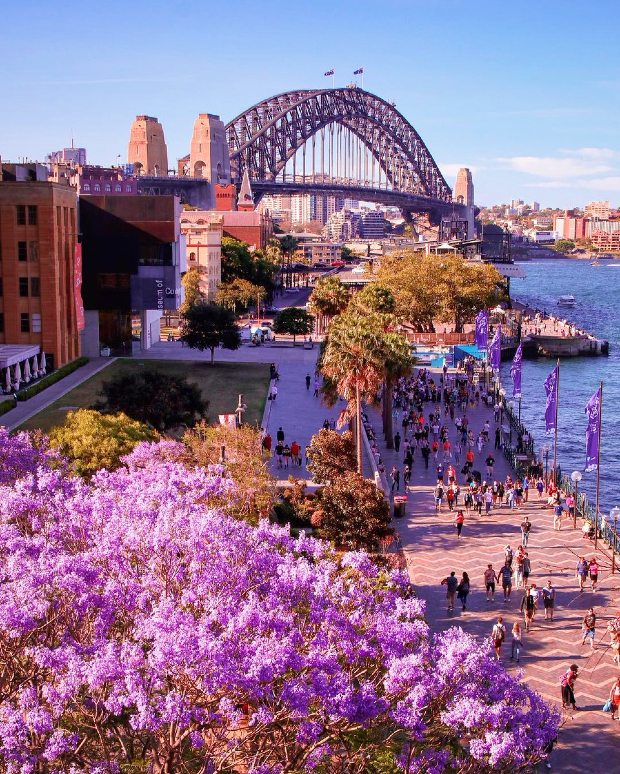 M&ugrave;a hoa phượng t&iacute;m nước &Uacute;c