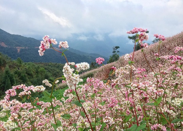 Ngắm tam giác mạch ở Cột cờ Lũng Cú