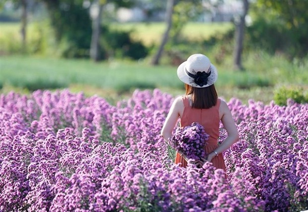 Những điểm du lịch Tết Dương lịch gần Sài Gòn - Cánh đồng hoa thạch thảo