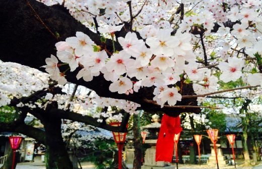 Hoa anh đào mùa xuân Kyoto Nhật Bản