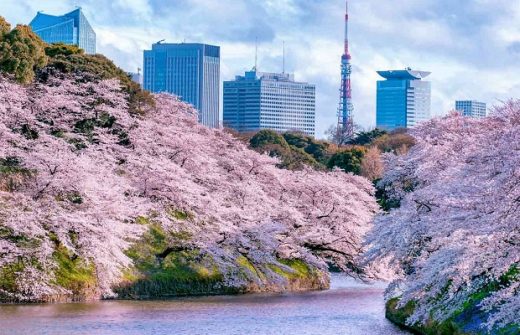 Tháp truyền hình Tokyo mùa xuân