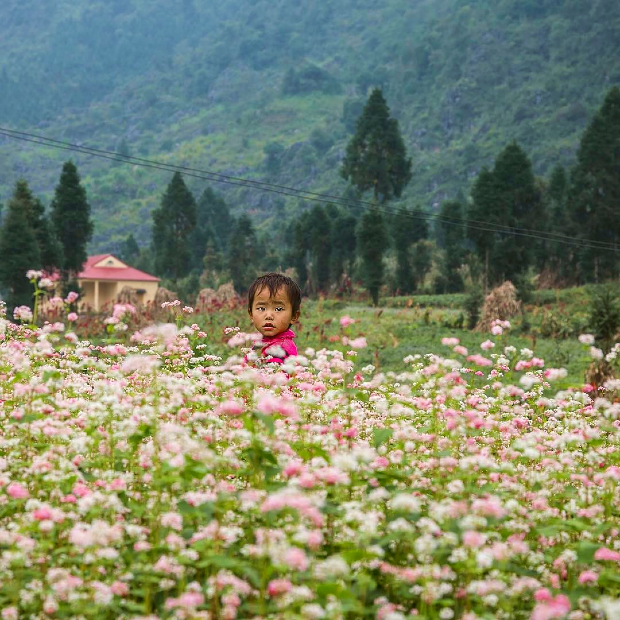 mùa hoa tam giác mạch