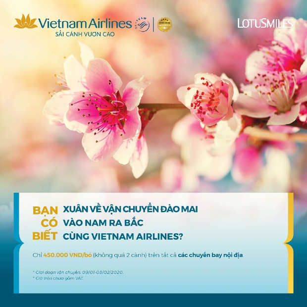 Vietnam Airlines vận chuyển mai đ&agrave;o