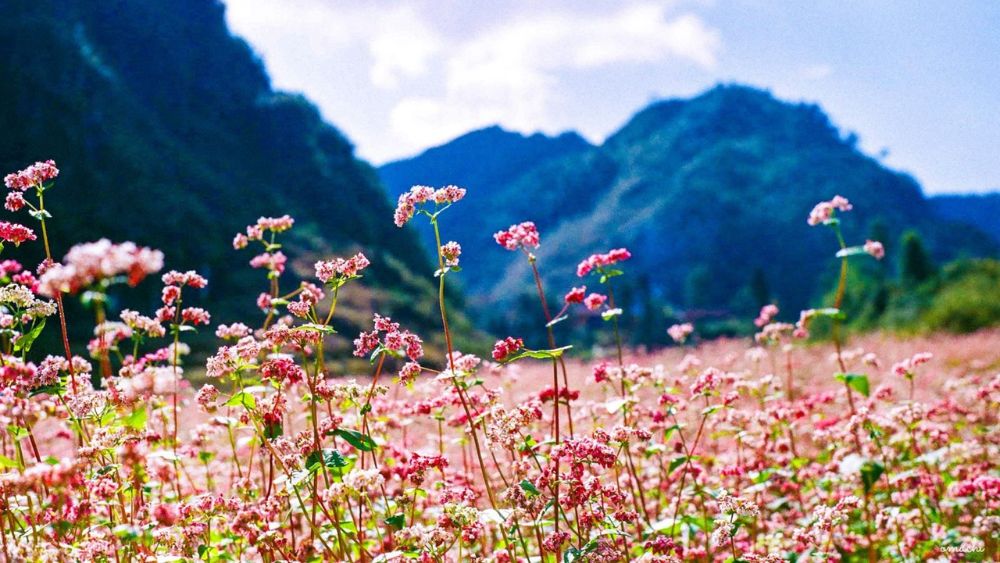 du-lich-ha-giang-3 Hà Giang là thủ phủ nổi tiếng nhất của hoa tam giác mạch