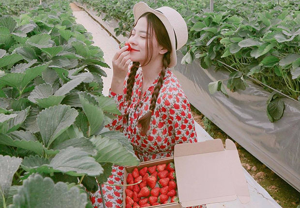 Tết có nên đi Đà Lạt không