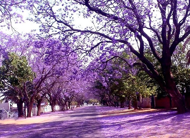 Du lịch Đà Lạt tháng 3 mùa phượng tím